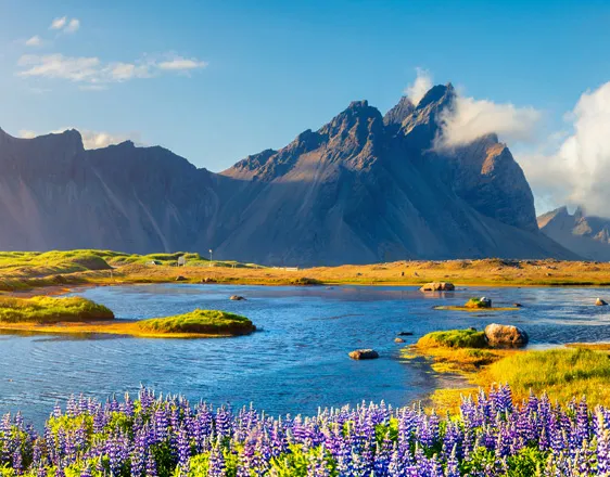 Chaîne de montagnes déchiquetée derrière une lagune bordée de lupins en fleurs, en Islande